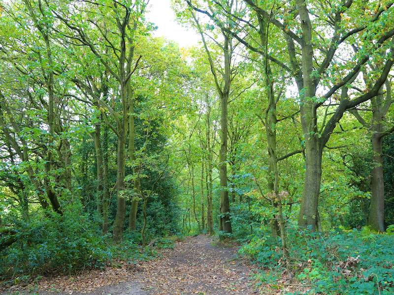 Path through woodland